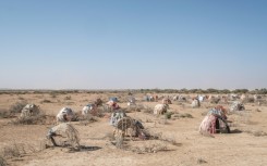 Ethiopia and other countries in the Horn of Africa are suffering the worst drought in four decades