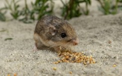 Set whiskers to stun: Pat the Pacific Pocket Mouse became the world's oldest when he hit nine years and 209 days on Wednesday