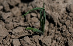 A corn plant affected by drought in Buenos Aires province, Argentina in January