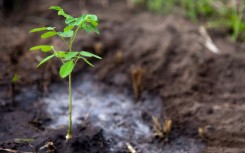 An acacia sapling in the Democratic Republic of Congo