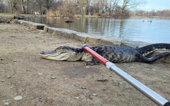 The lethargic and possibly 'cold-shocked' alligator discovered in a New York City park was captured and taken to the Bronx Zoo for rehabilitation