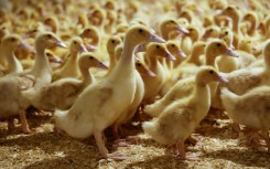 Tens of thousands of ducks are raised for foie gras at the Hudson Valley Foie Gras Farm in upstate New York