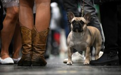 The French Bulldog gains stature now as most popular US dog breed 