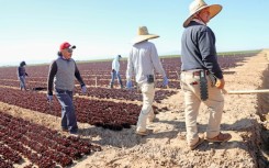 Farmworkers tend to a lettuce field in California's Imperial Valley, where land has always been fertile but dry
