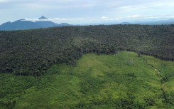 Mountain forests, such as this one in West Kalimantan province on Borneo island, are disappearing at an alarming rate, according to a new study