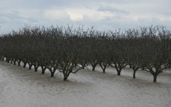 Flooded Central Valley farmland along the Tule River in Tulare County during a winter storm near Corcoran, California on March 21, 2023