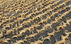 The findings indicate 'a cult to Ramses II celebrated 1,000 years after his death,' a researcher says