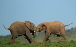 Some critics of the project are concerned noise from the turbines might disturb elephants living in the park