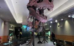 A group of scientists believe that the Tyrannosaurus rex -- like the one seen in this handout from the Field Museum of Natural History -- had lips covering their ferocious fangs