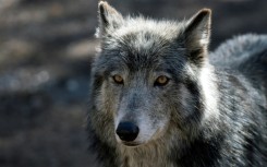 By the mid-20th century, fewer than a thousand gray wolves were left in the contiguous United States -- down from at least a quarter million