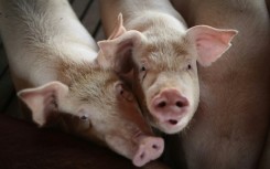 While consumer inflation slowed to 0.7 percent last month, the price of pork jumped almost 10 percent