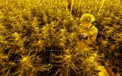 Legalisation of cannabis was one of the flagship policies agreed by Germany's coalition partners when they formed a governent in late 2021