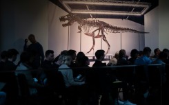 The full skeleton is made up of bones from three different T-rexes estimated at 65 to 67 million years old