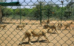 Lions seen in an enclosure at the Sudan Animal Rescue Centre south of the capital Khartoum in February 2022 are now in a critical situation according to their keepers due to the violence sweeping Sudan