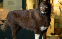 The mounted body of the dog named Balto is on display at the Cleveland Museum of Natural History 