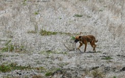El Nino is a naturally occurring climate pattern, typically associated with increased heat worldwide as well as drought in some parts of the world and heavy rains elsewhere