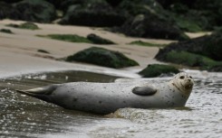 Fishing nets are a hazard for seals