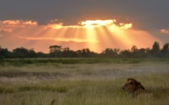 African lions typically have a lifespan of up to 18 years in the wild, according to conservation group Cats for Africa
