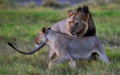 There are an estimated 2,500 lions in Kenya