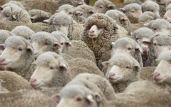 File: A flock of sheep. AFP/William West