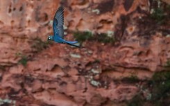 An endangered Lear's macaw (Anodorhynchus leari) flies over a reserve near the Canudos Biological Station, close to the Canudos Wind Energy Complex in Canudos, Bahia state, Brazil, on May 5, 2023
