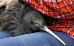 A file photo of a kiwi, millions of which used to roam before Western settlers arrived on the shores of New Zealand
