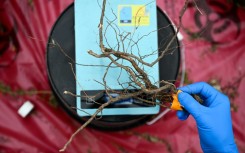 Scientists are carefully measuring how much the plants have grown and what they have absorbed