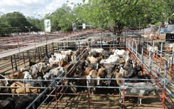 The directors of 'Patrol' say it is often not possile to check the origin of beef from Nicaragua back to its farm, as the traceability process is too opaque