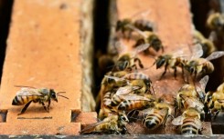 Lingering low temperatures and grey skies in California are keeping bees indoors, despite the superbloom of flowers from record rainfall