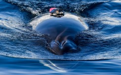 A controversial research project in Norway on whales' hearing was suspended after a whale drowned