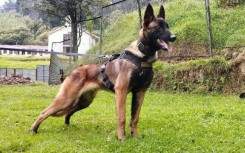 Wilson trained with the Colombian military since he was a puppy 