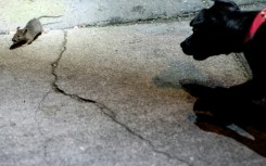 Rowdy chases a rat in the Adams Morgan neighborhood of Washington, DC, on June 3, 2023