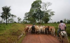Under an experiment started in 2020, dozens of Guaviare farmers have moved their cattle to smaller enclosures and implemented rotational pasture, returning vast swathes of land to nature and replanting lost forest