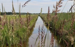 The marshes dried up over centuries as its peat was harvested and the soil cultivated for grain or keeping livestock