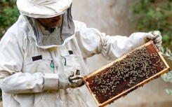 Jordan's apiarists have ramped up output of the sweet and sticky golden substance long praised for its health benefits