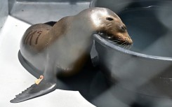 Hundreds of sea lions have been sickened domoic acid, a neurotoxin produced by algae that are a food source for fish, which are then eaten by sea lions and dolphins