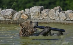 A brown bear cools off in a pool at the bear sanctuary near the Kosovo village of Mramor