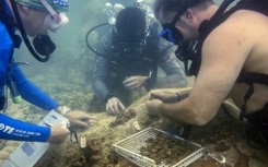 US Army veterans plant microfragments of coral on a reef off the coast of Key West, Florida