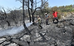 Burned trees in a forest near Tabarka in northwest Tunisia