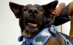Australian sailor Tim Shaddock has said Bella the dog 'is a lot braver than I am'