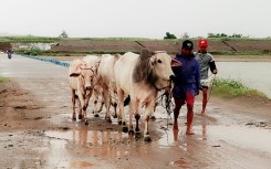 Farmers lead their cows to a safer place in Isabela province, north of Manila on July 25, 2023, as Super Typhoon Doksuri heads towards the northern Philippines