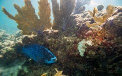 A parrotfish swims around a coral reef in Key West, Florida; About 25 percent of all marine species are found in or around these habitats