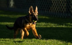 The Bidens' German shepherd Commander, seen here when he arrived at the White House in 2021, is undergoing new training after several biting incidents, US media reported