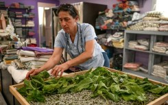 Emel Duman feeds silkworms with mulberry leaves