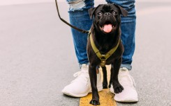 South Africans will be able to walk their dogs during the coronavirus lockdown. 