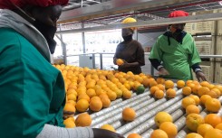 The COVID-19 pandemic has not seemed to dent the interest in South Africa’s citrus fruit.