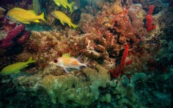 French grunt fish and a longspine squirrelfish swim around a coral reef in Key West, Florida