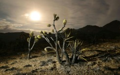 Desert sky: Joshua trees have been scorched in the out-of-control York Fire that is tearing through the Mojave Desert in the southwestern United States