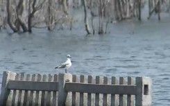 Slovoville Primary School has become a health hazard.