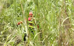 Ladysmith search teams 